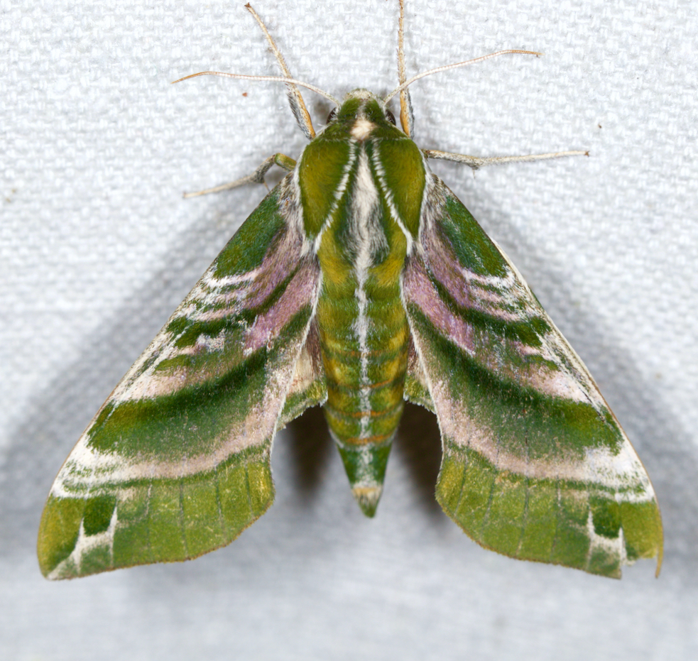 moth on sheet