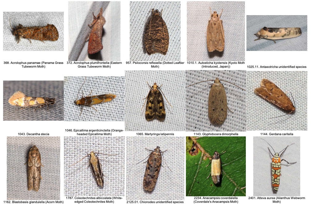 moths 1