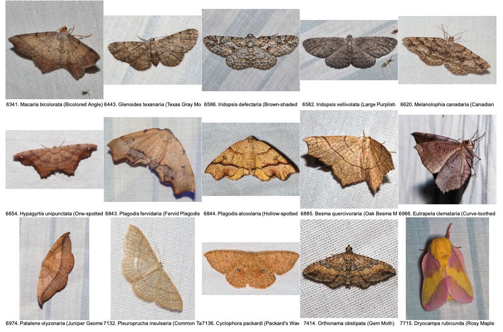 moths 4