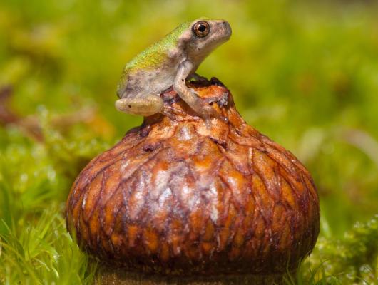 Tiny frog sitting on acorn