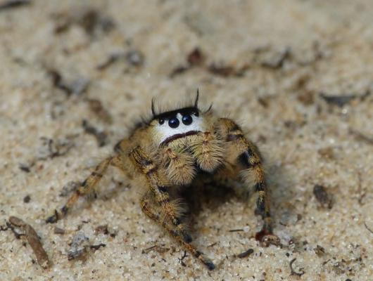 Jumping spider on sand