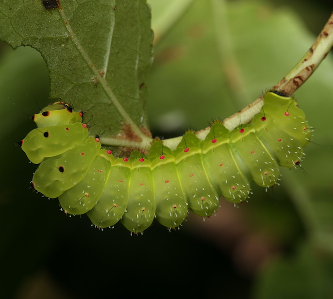 caterpillar