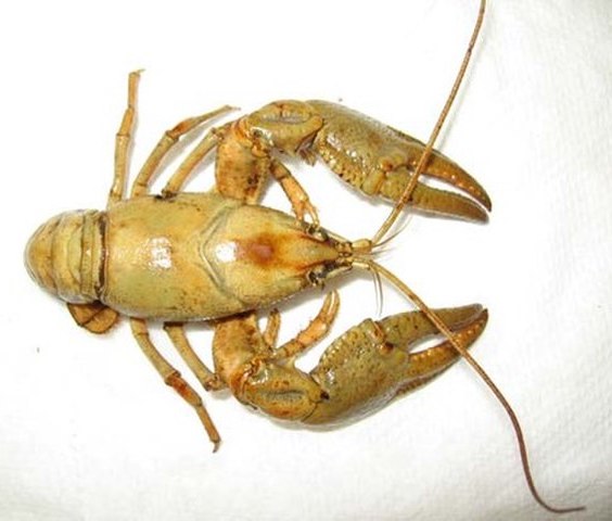 Cambarus robustus