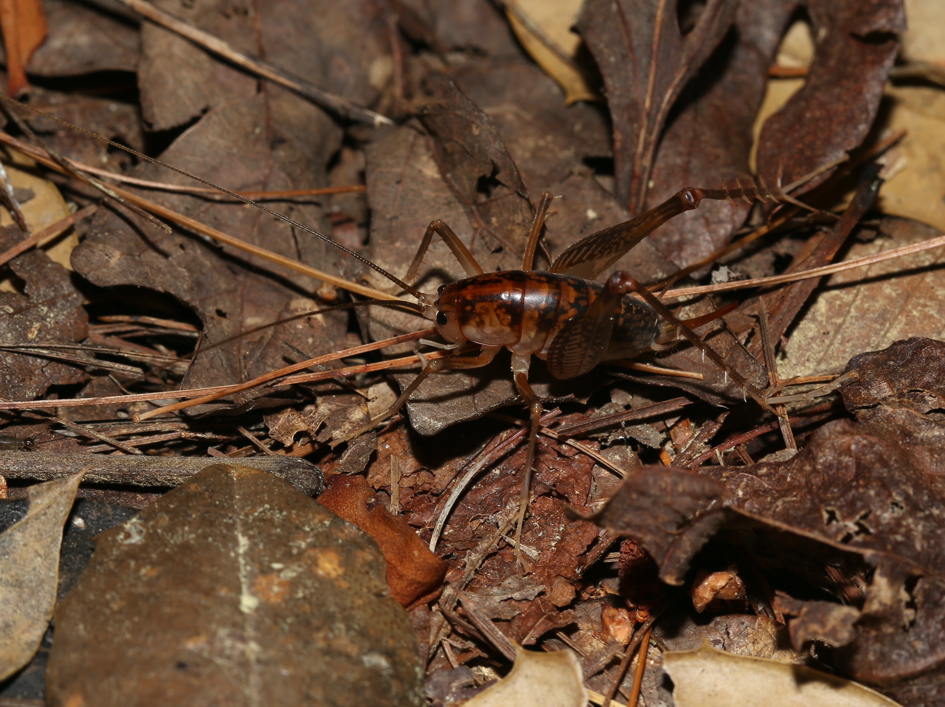 camel cricket