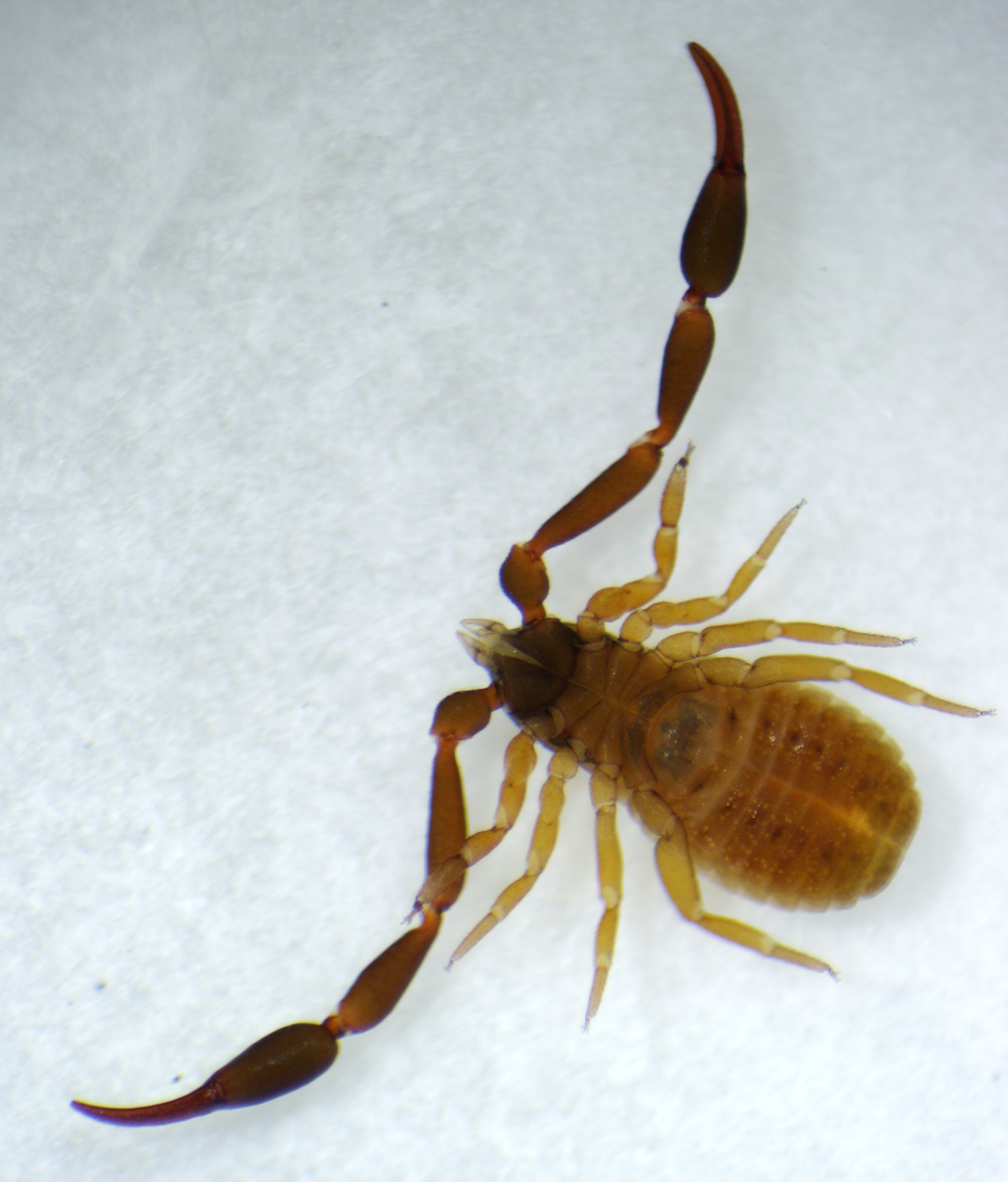 pseudoscorpion