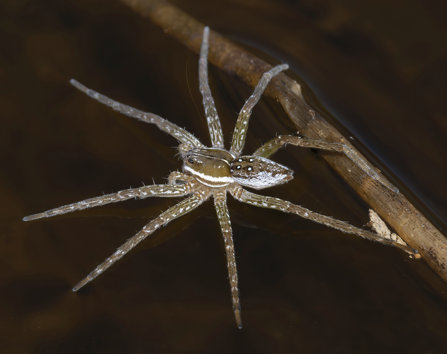 fishing spider