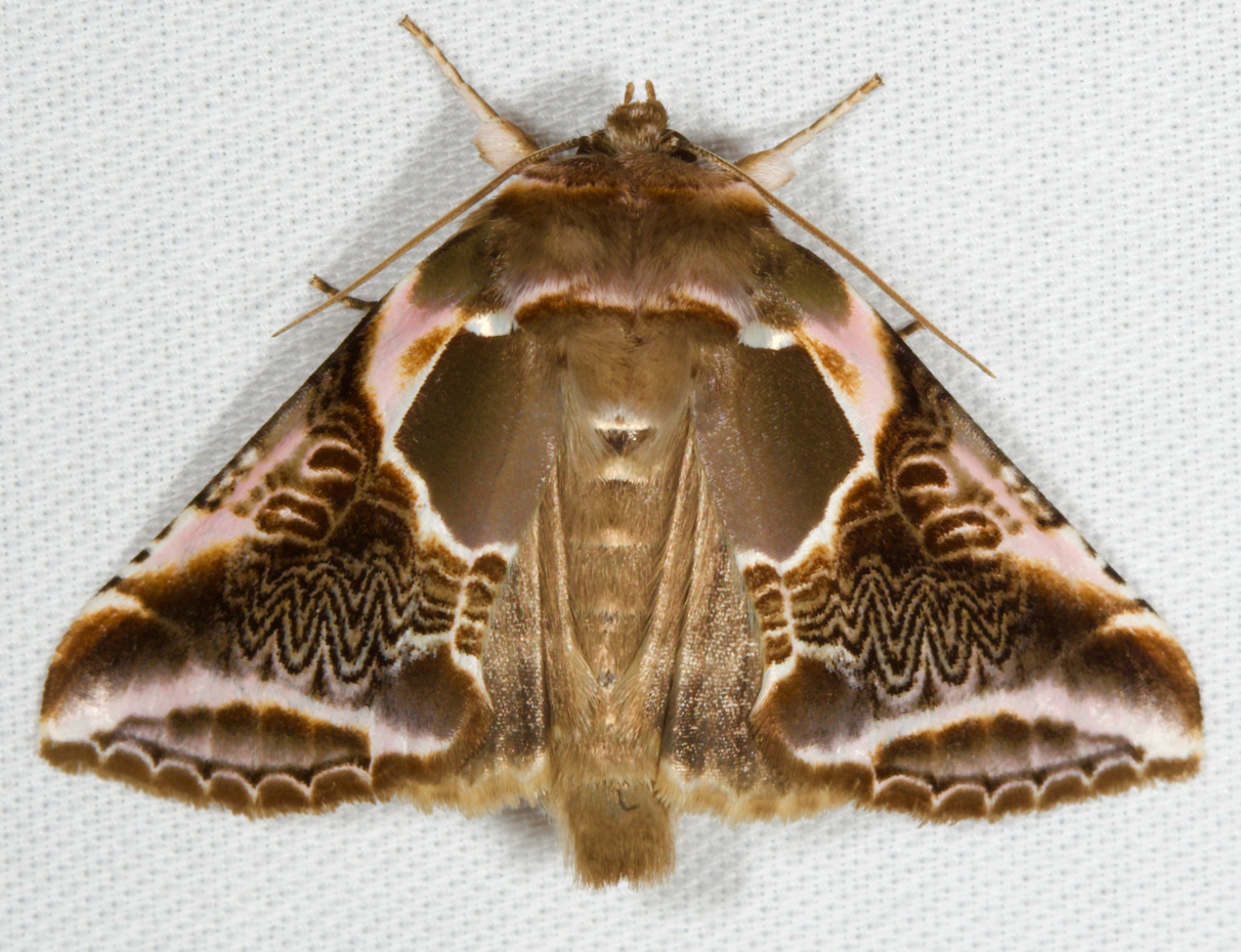 Habrosyne scripta