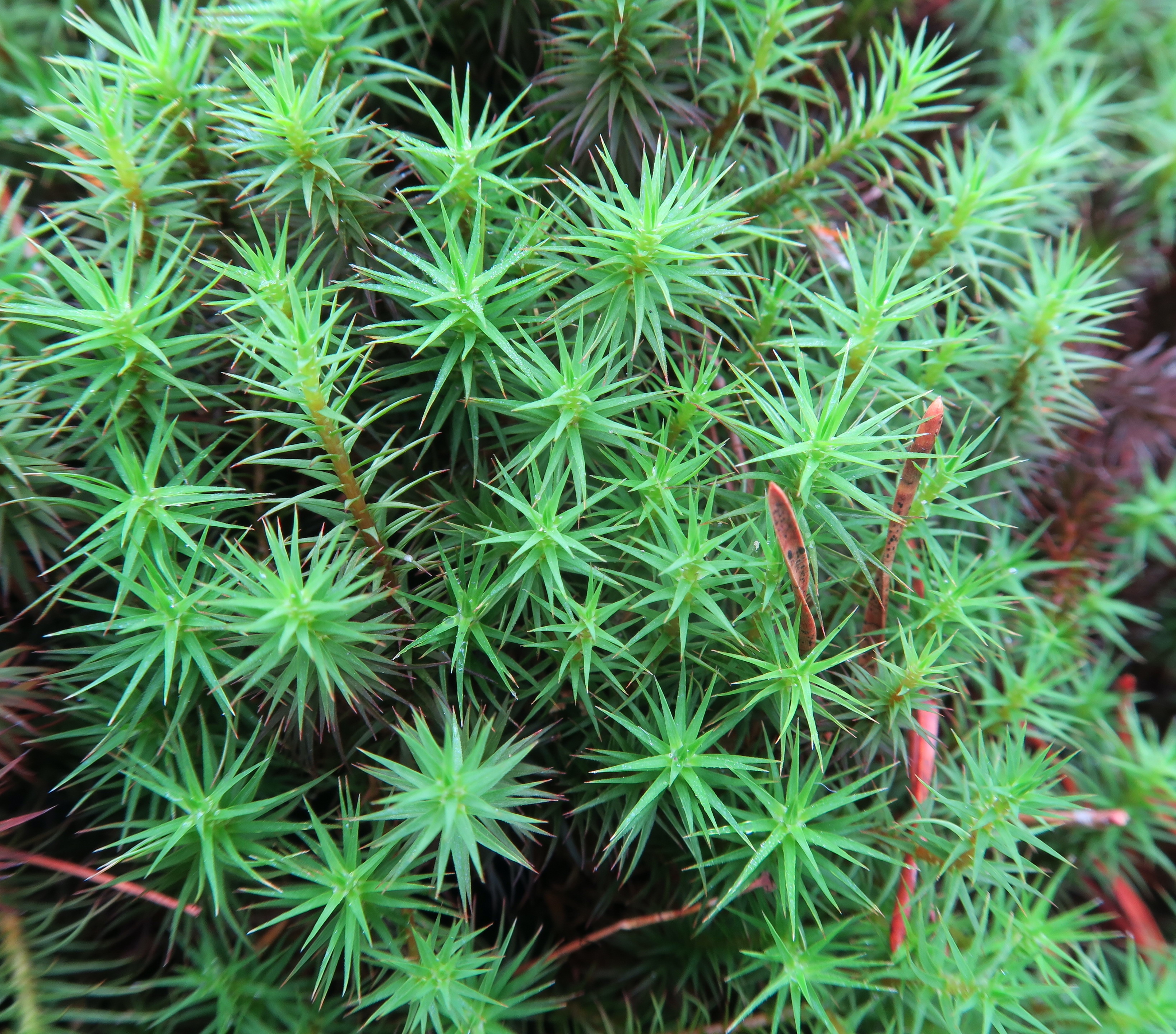 Polytrichum