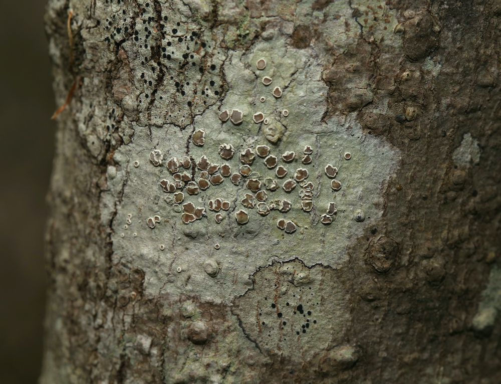 lichen