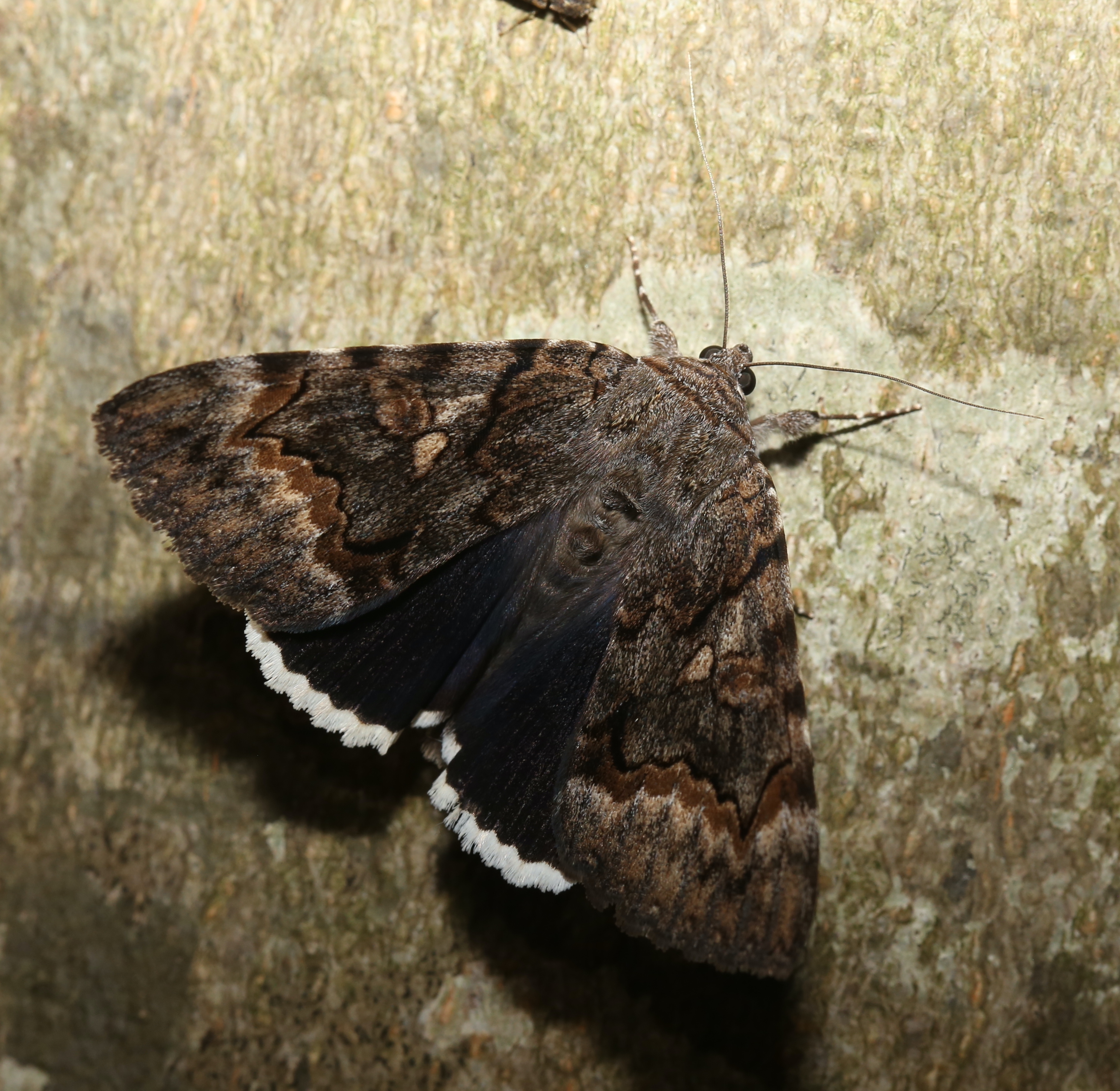 underwing moth