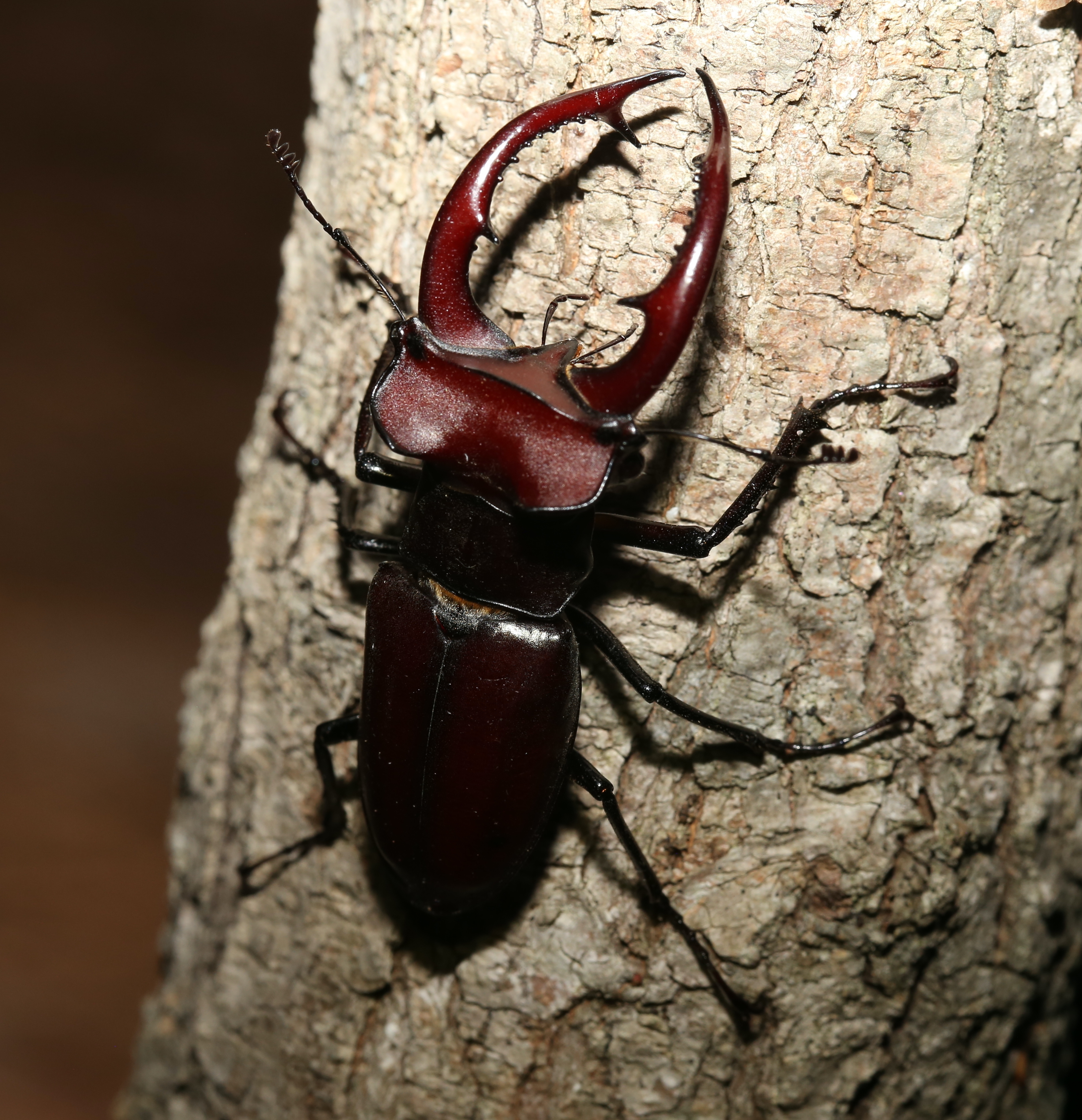 Giant Stag Beetle