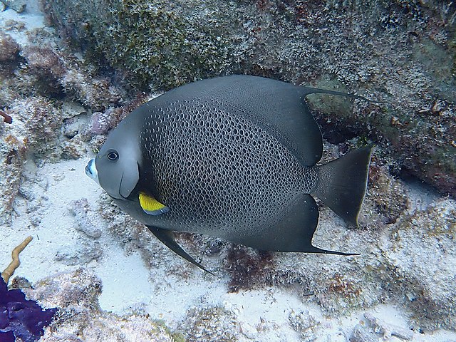 Pomacanthus arcuatus