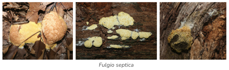 Fulgio septica