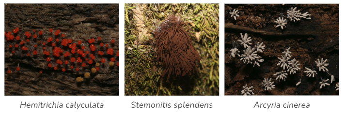 Slime molds