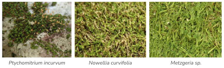 Bryophytes