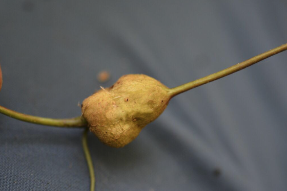 stem gall