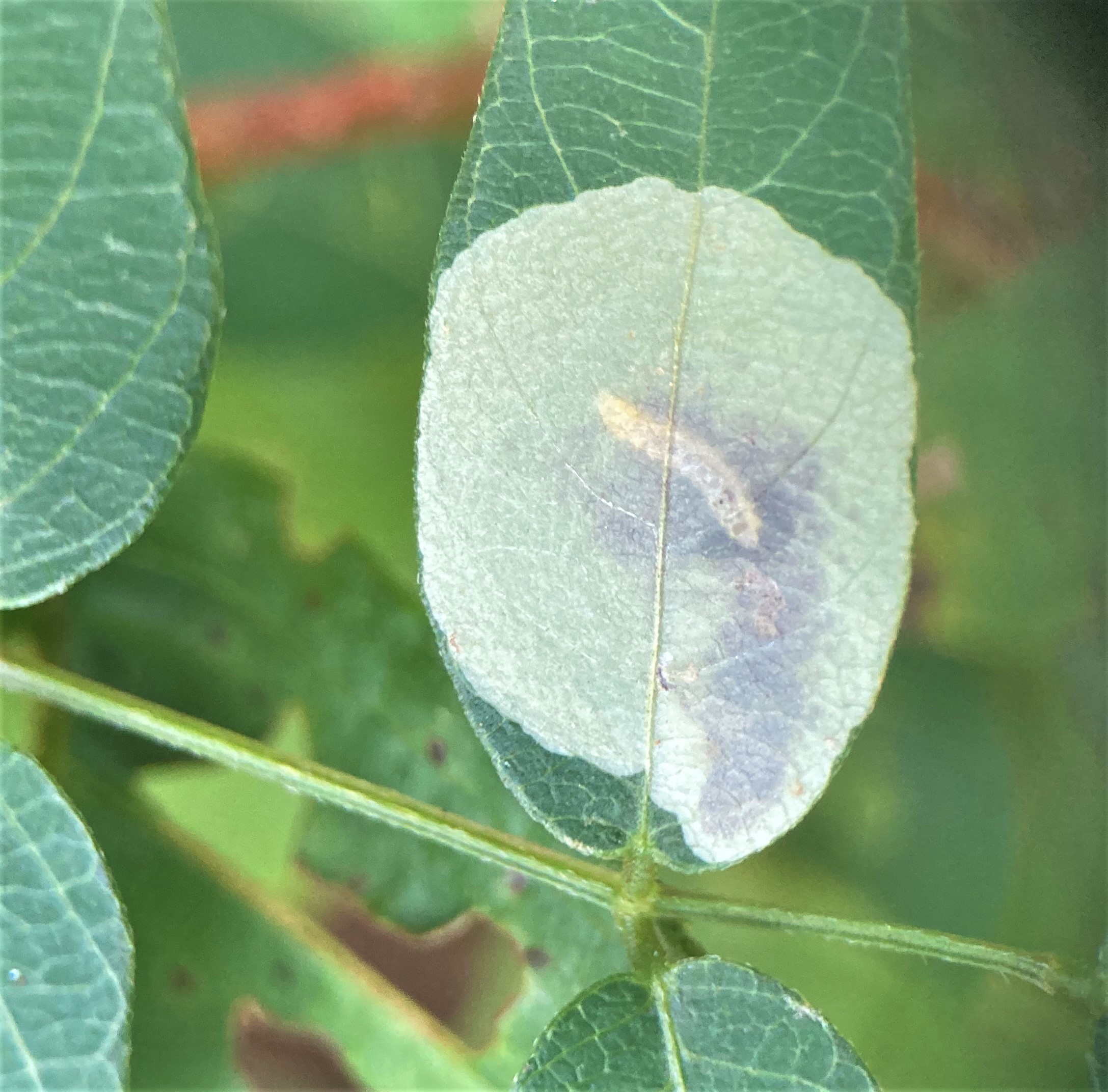 leafminer