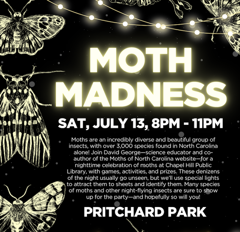 moth madness