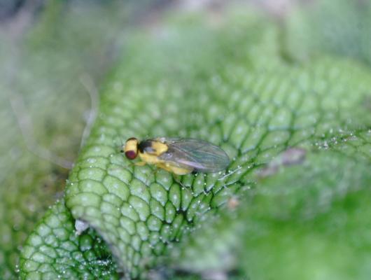 leaf-mining fly