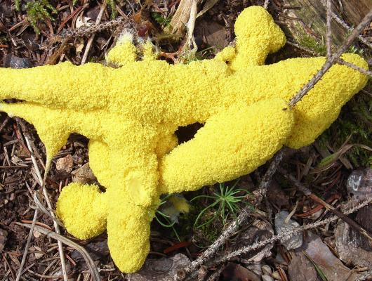 Slime mold