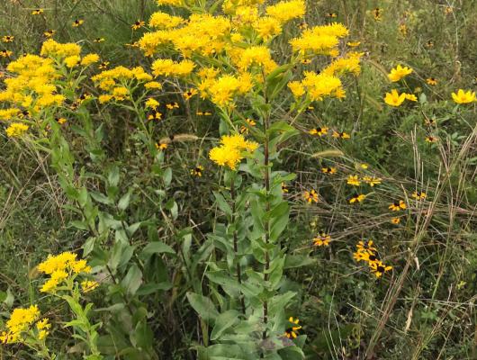 Solidago