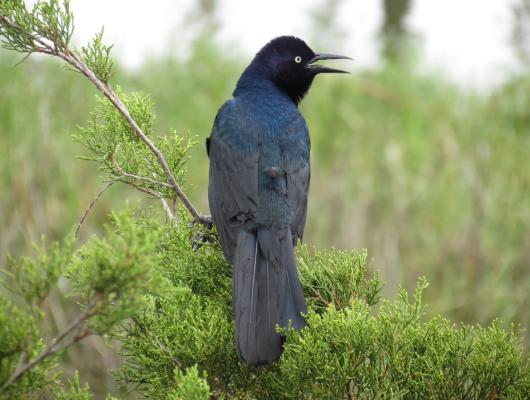 Boat-tailed Grackle