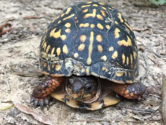 box turtle