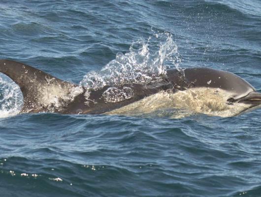 Short-beaked Common Dolphin