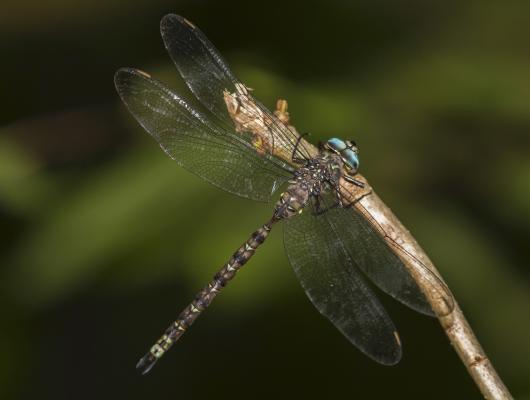 Dragonfly resting on a branch