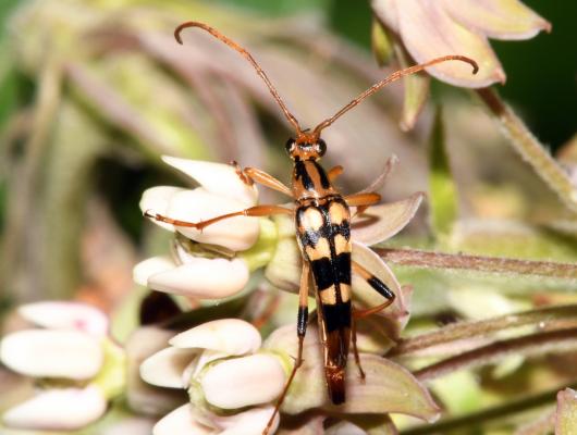 Long-horn beetle on flower
