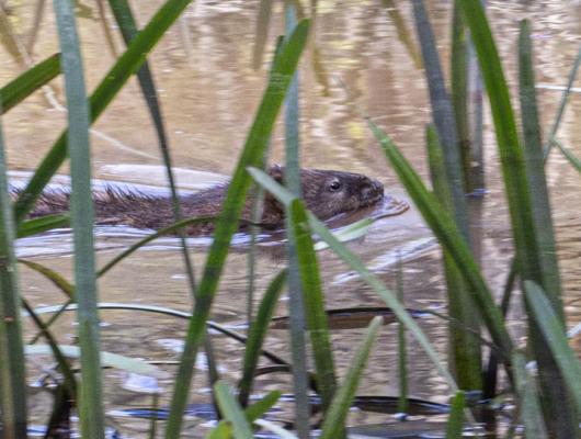 Habitat photo with beaver swimming