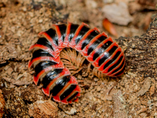 myriapod