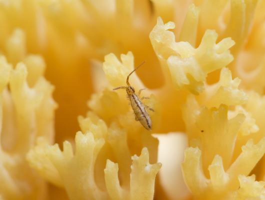 springtail